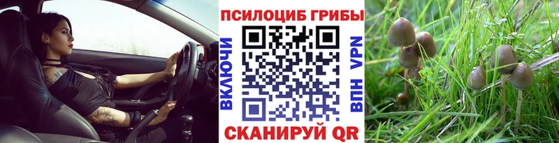 продажа наркотиков  Цимлянск  Псилоцибиновые грибы Psilocybe 